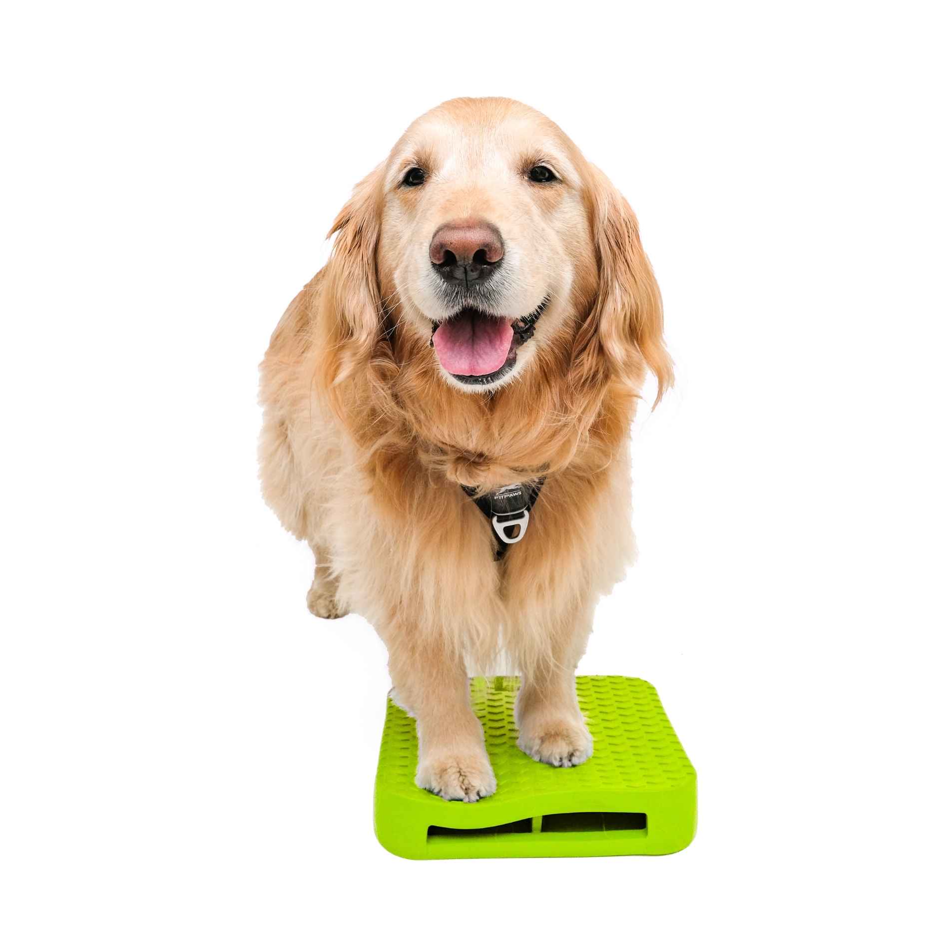 FitPAWS Dog Balance Ramp